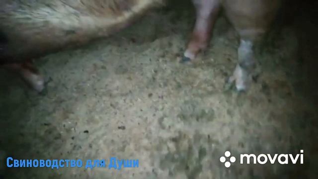 Домашние свиньи!использование хряков в Дании!