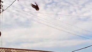 Николаевские голуби Пензенская область