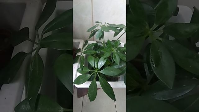 Cheflera/(Schefflera arboricola) (Hayata) Merr. [Ler Descrição]