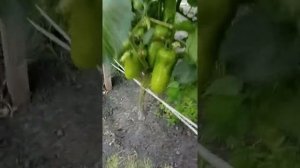 томат "ДРОВА" в открытом грунте