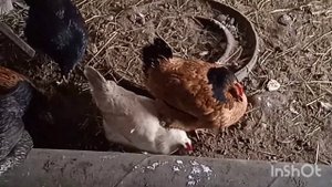 Самая лучшая порода кур для ЛПХ! The best breed of chickens!