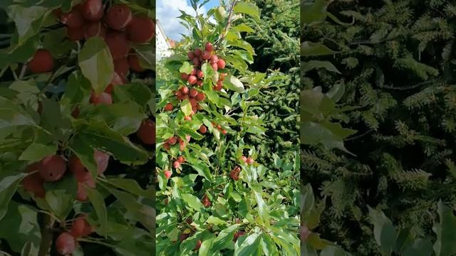 Яблоня китайка сорта ДОЛГО. смотреть онлайн