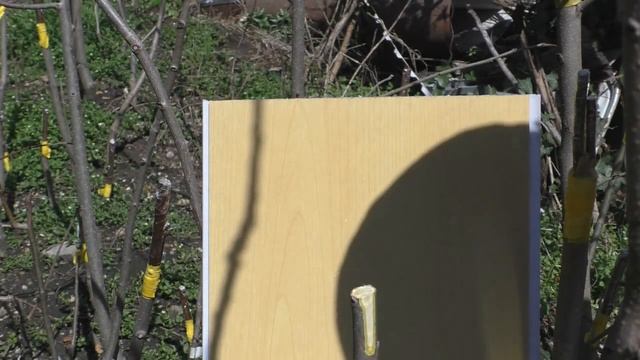 Прививка хурмы смотреть онлайн