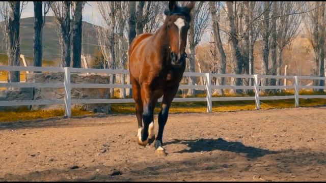 Как говорят животные (часть первая)