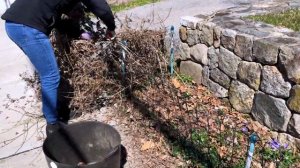 🌱✂️🌱 Pruning Sweet Autumn Clematis