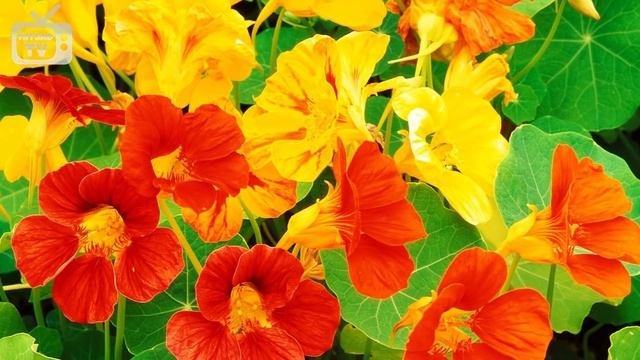 Однолетние цветы ? ТОП-9 самых неприхотливых