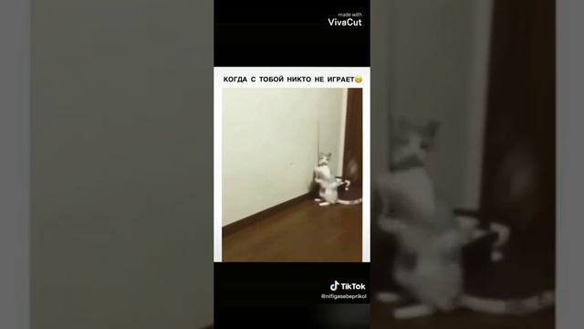 Топ 13 Смешных видео про животных иж тик тока смотреть онлайн