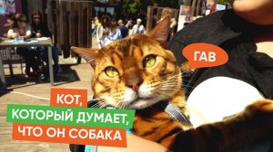 Как одеть собаку, чтобы она зарабатывала себе еду. Как прошел Форте Фест в Саратове