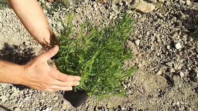 lavanda en el huerto para atraer insectos beneficiosos смотреть онлайн
