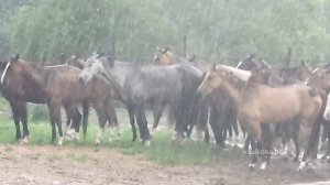 Лошади, дождь. Табун ахалтекинцев, ахалтекинская порода лошадей Шаэль. Видео — Еленена Машкова фильм