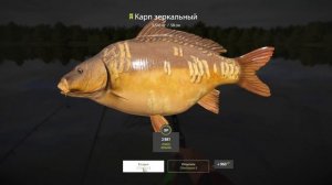 Русская рыбалка 4 озеро Янтарное КАРП  russian fishing 4 (РР4) lake Amber CARP FARM