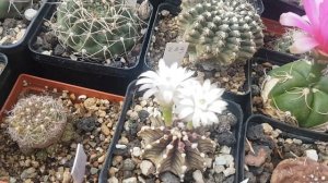 Ацтекиумы цветут.Гимнокалициум и лофофоры волшебные,асtрофитум благоухает.297.