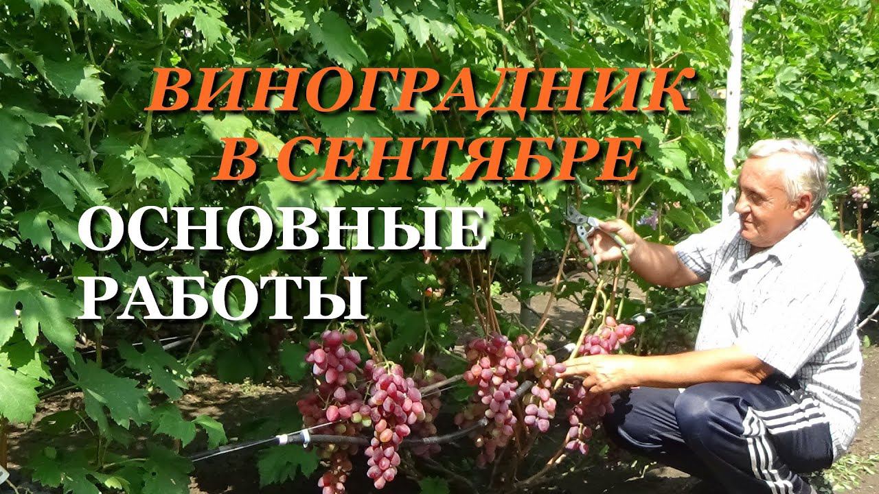 ЧТО ОБЯЗАТЕЛЬНО НУЖНО СДЕЛАТЬ НА ВИНОГРАДНИКЕ В СЕНТЯБРЕ смотреть онлайн