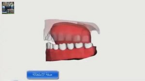 Махрадж буквы ض (3d)