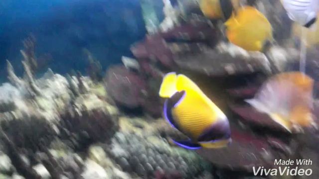 Акеонареум в Московском зоопарке! |Liza May. смотреть онлайн