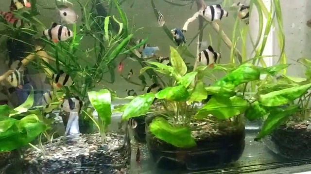 Добавил растения в большой аквариум с барбусами, и доделал компрессоры? смотреть онлайн