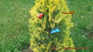 Туя западная Мария (thuja occidentalis mariya) ? туя Мария обзор: как сажать саженцы туи Мария