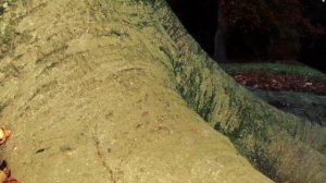 Fujifilm FinePix s9600. RAW pictures