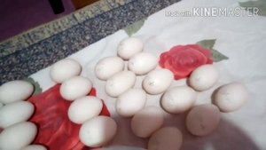 Подготовка, дезинфекция, Закладка инкубационного индоутиного яйца в инкубатор