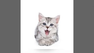 Мяуканье Кота!Ваша Кошка будет удивлена ?