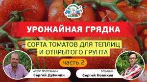 Жирные томаты и томаты Сахара от компании СеДеК.