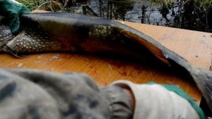 Рыбалка на Богучанском водохранилище  Ловля щуки  Хороший клёв в день рыбака  На причале  2020