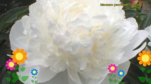 Пион молочноцветковый Аргентина. Краткий обзор, описание характеристик paeonia lactiflora Argentine