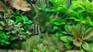 Увирандра  -  мой опыт и наблюдения за Апоногетоном Мадагаскарским.