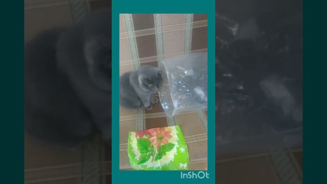 Жизнь кота. Ему все интересно/ The lafe of a cat. He is interested in everything!👍
