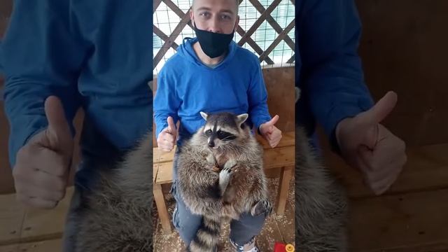 Chubby raccoon is eating. Funny fat animals. ? Толстый енот кушает вкусняшки. Смешные еноты