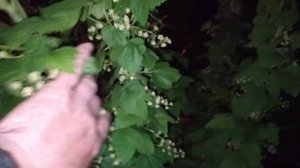Обзор цветения чёрной смородины Галактика Ориана Тибен Бен Конан  загрузка бешеная