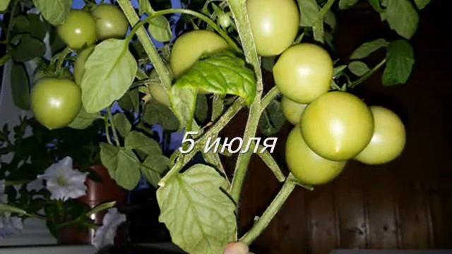 Томат горшечный жёлтый от фирмы "Гавриш"