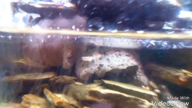 Паллюдариум) комнатное болотце) 01.06.17 смотреть онлайн