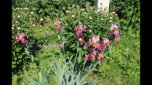 Цветущий усадебный парк (1).mp4