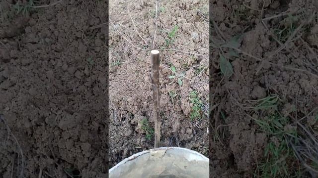 абрикос ананасовый. и другие мои деревья.