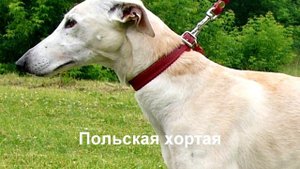 Порода собак.Топ 5 редких пород  собак.