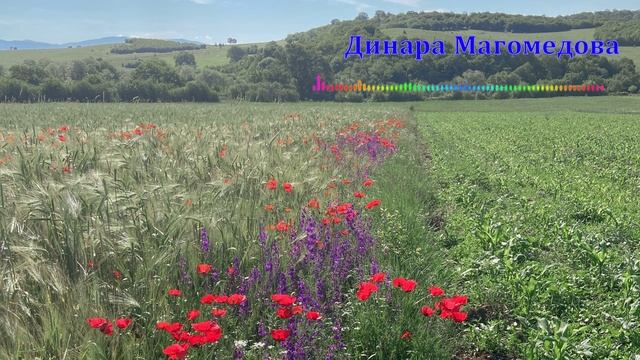 Динара Магомедова - Новая даргинская 2023