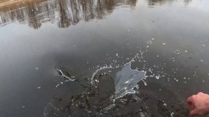 Весенний жор жереха или просто раздача.