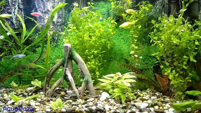 Железо в качестве удобрения для аквариумных растений. смотреть онлайн