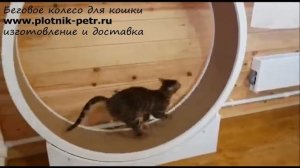 Беговое колесо для кошек открытое, кототрек-тренажер