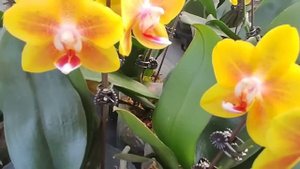 Обзор орхидей в теплице "Байкальские цветы"#обзор#орхидеи#цветы#пушкино#цветоводство