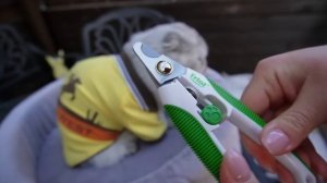 24 ЧАСА НА ОТКРЫТОМ БАЛКОНЕ С КОТОМ И СОБАКОЙ | СОБИРАЕМСЯ НА ДАЧУ С БИЛЛИ И КЕВИНОМ