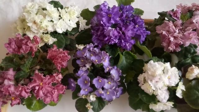 Влюбились в фиалки с чего начать шаг второй место-Стеллаж смотреть онлайн