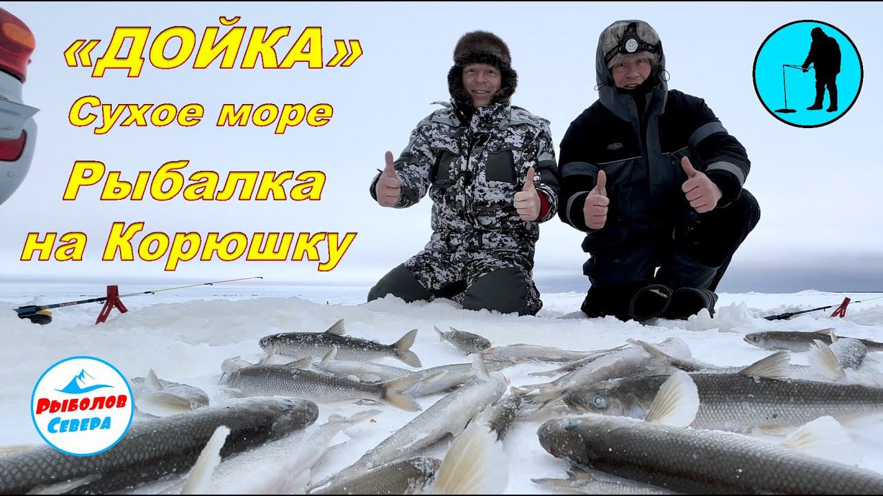 ✅ РЫБАЛКА НА КОРЮХА «ДОЙКА, СУХОЕ МОРЕ» декабрь 2022 #Рыболов_Севера