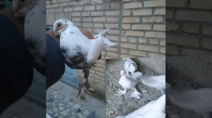 Бухарские Голуби
