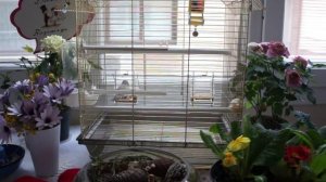 Японский амадин. Певчие птицы