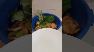 Рыжики быстрый холодный посол. Солим рыжики грибы сами.