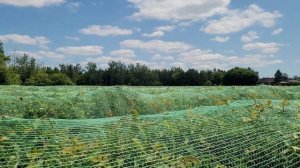 Собираем жимолость в Канаде. Сбор жимолости. Оригинальные рецепты из жимолости.