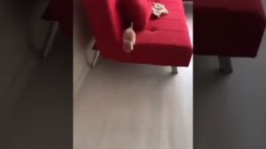 Котенок мемно убегает 1 час