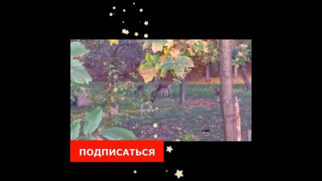 Олени,  семья оленей, неожиданная встреча